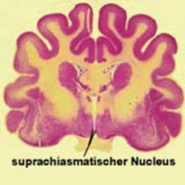 Suprachiasmatischer Nucleus