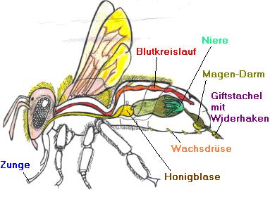 Die Biene von Innen